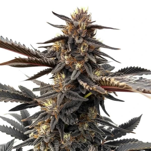 Ghost OG-image