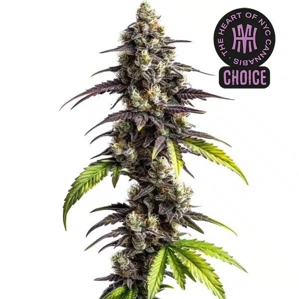 Ghost Train Haze HMC Edition-image