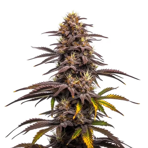 Ghost Train Haze x Pellezino-image
