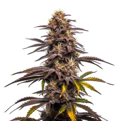 Ghost Train Haze x Pellezino
