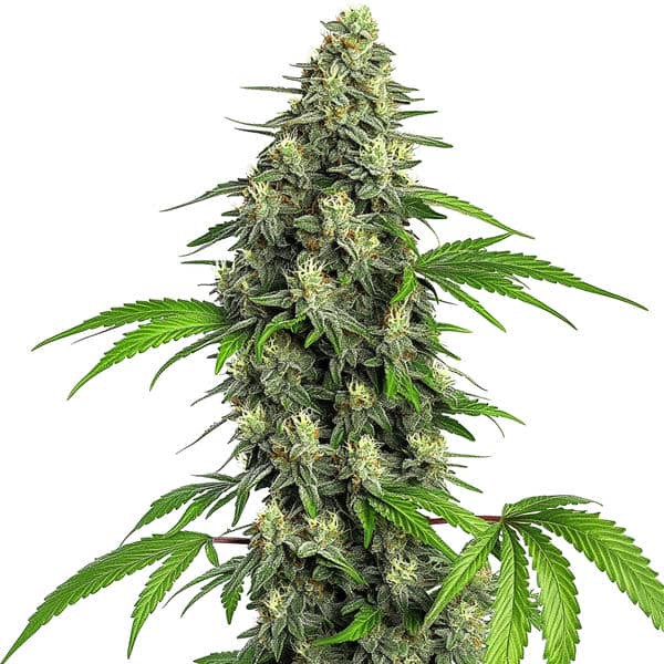 Girl Scout Cookies Fast Version-image