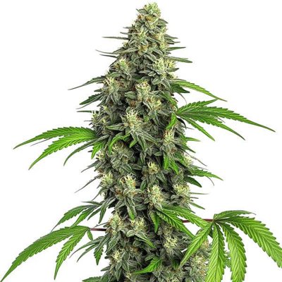 Girl Scout Cookies Fast Version
