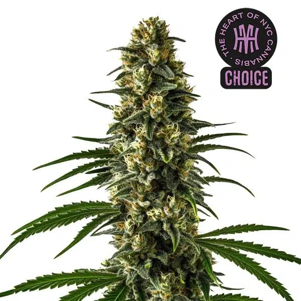 Girl Scout Cookies HMC Edition-image