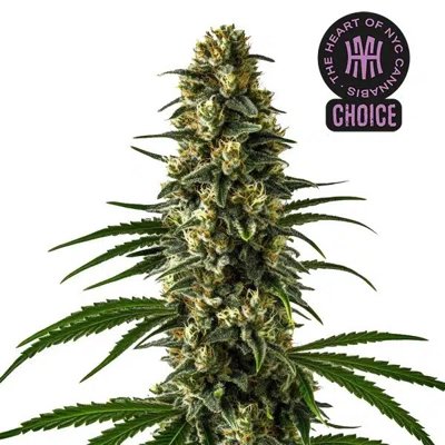 Girl Scout Cookies HMC Edition