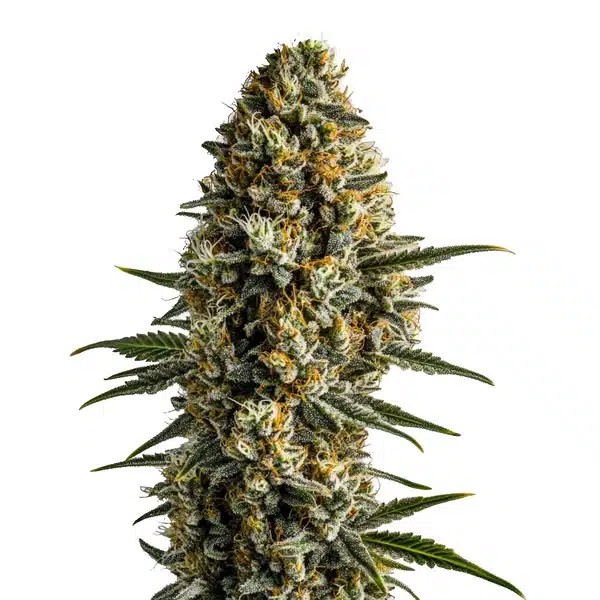 Girl Scout Cookies x Blue Head Band-image