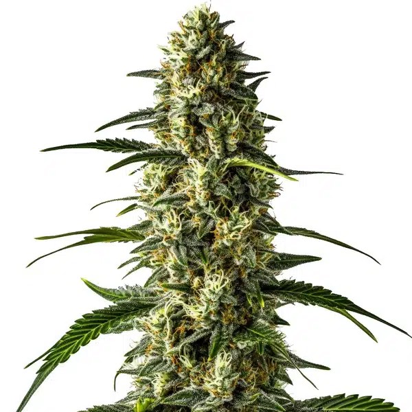 Girl Scout Cookies x Cheese-image