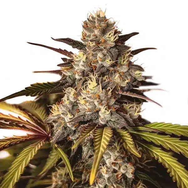Girl Scout Cookies x Do-Si-Dos-image