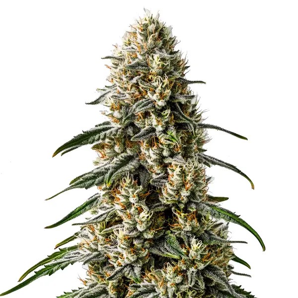 Girl Scout Cookies x Jack Herer-image