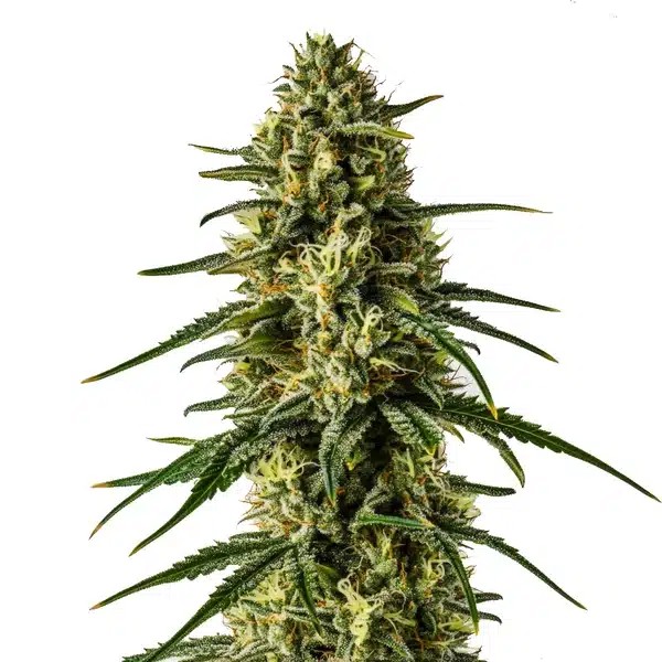 Girl Scout Cookies x Kush-image