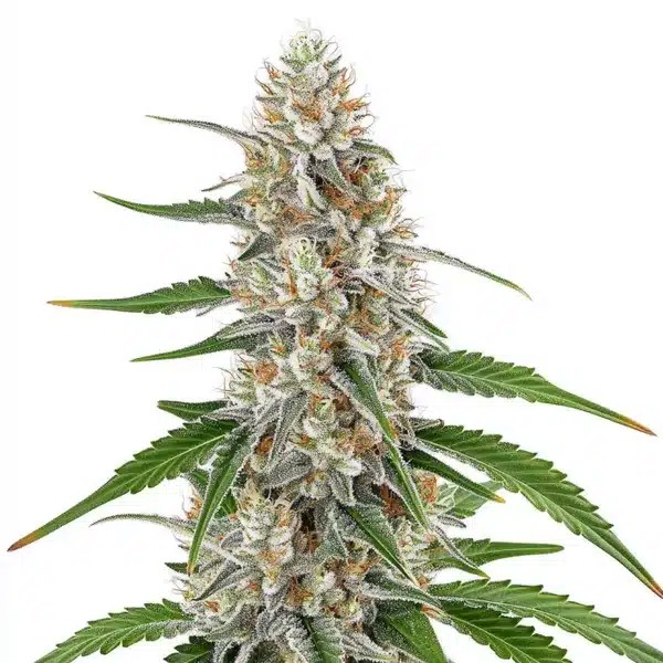 Girl Scout Cookies x OG Kush Regular-image