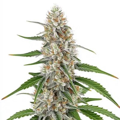 Girl Scout Cookies x OG Kush Regular