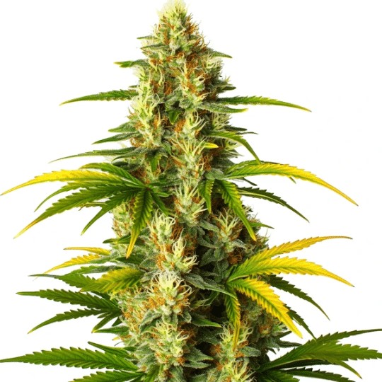 GMO Fast Version-image