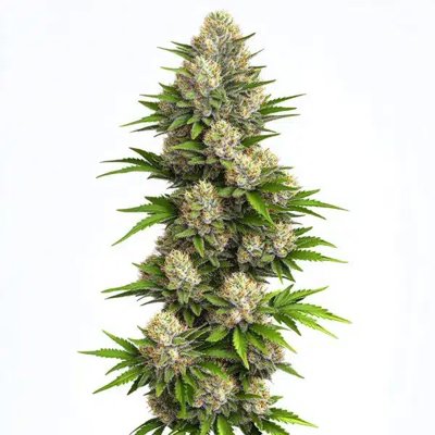 God Bud Regular