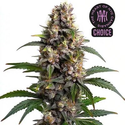 Godfather OG HMC Edition