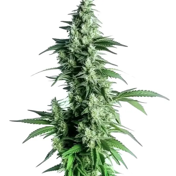 Goji OG-image