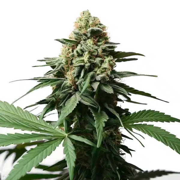 Gorilla Grapefruit-image