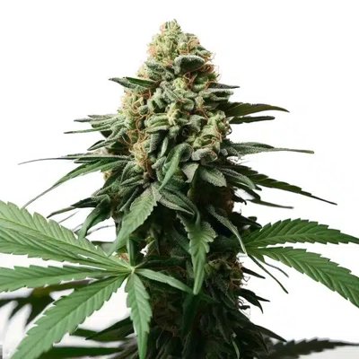 Gorilla Grapefruit