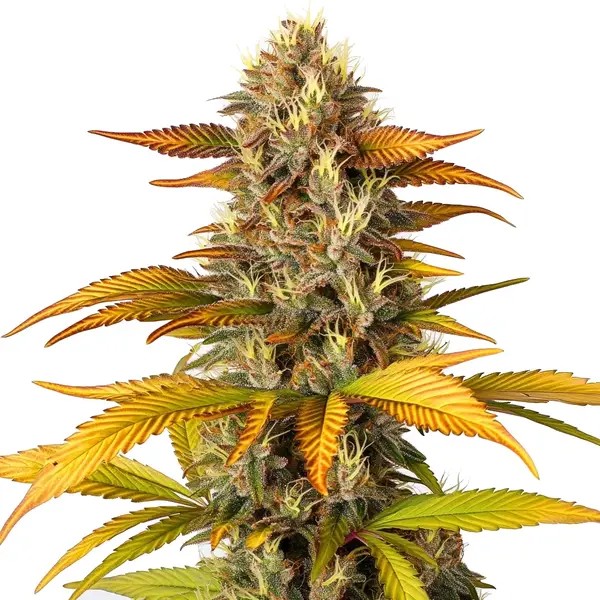 Gorilla Lemon Fire-image