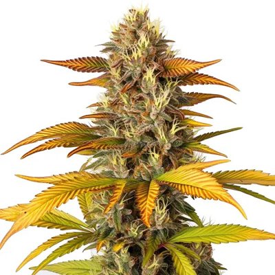 Gorilla Lemon Fire