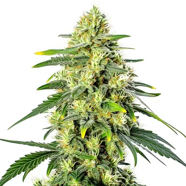 Gorilla Lemon Fire Regular-image