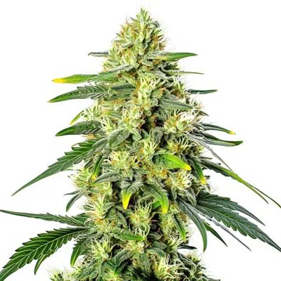 Gorilla Lemon Fire Regular