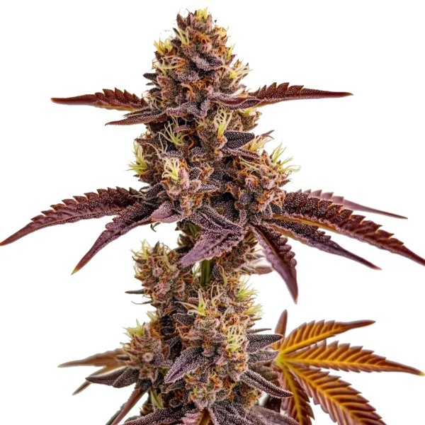 Gorilla Sherbet-image