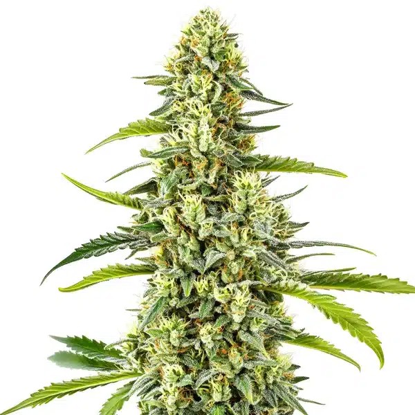 Gorilla x Tangie Regular-image