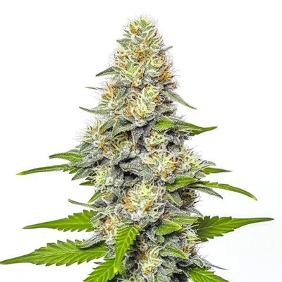 Gorilla x White Widow