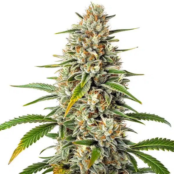 Gorilla x Z OG Regular-image
