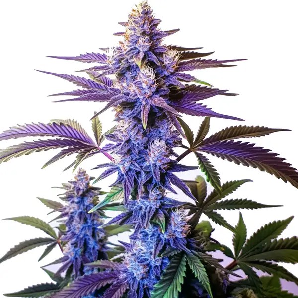 Grand Daddy Purple Fast Version-image