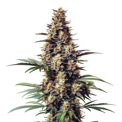 Grandaddy Black