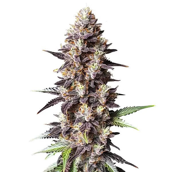 Grandaddy Purple x Bruce Banner-image