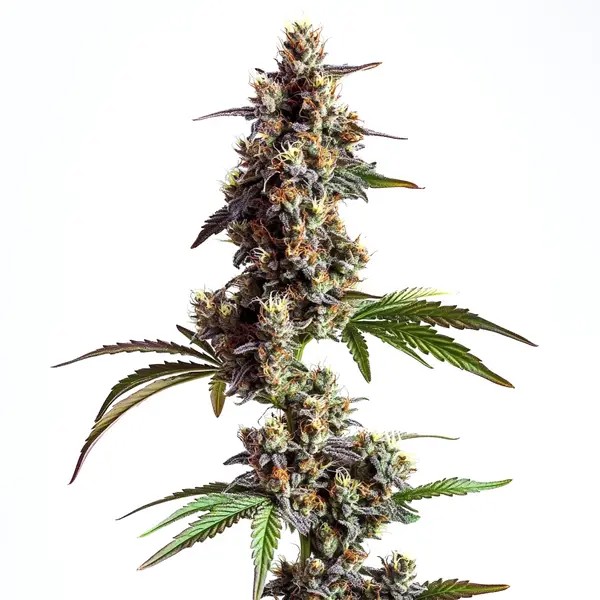 Grandaddy x Bruce Banner Regular-image