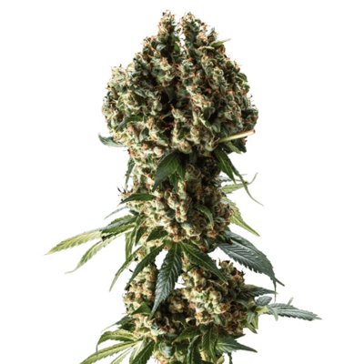 Granddaddy Purple