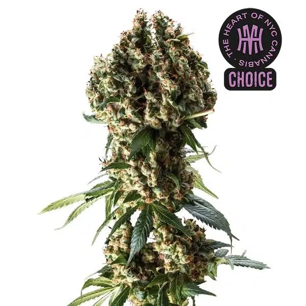 Granddaddy Purple HMC Edition-image