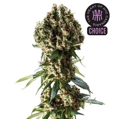 Granddaddy Purple HMC Edition
