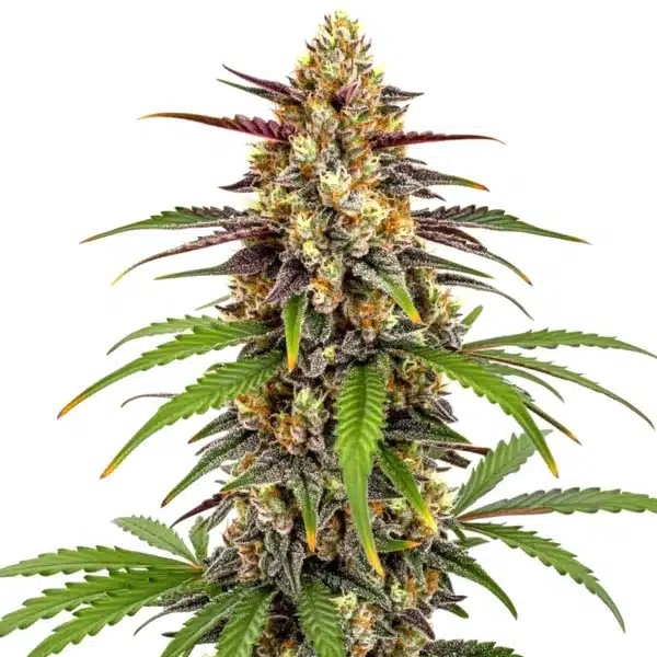 Grape Fruit Fast Version-image