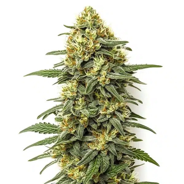 Grapefruit Regular-image