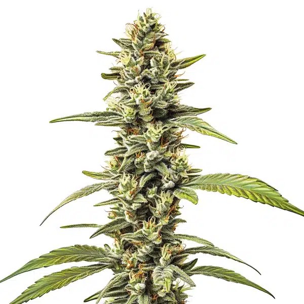 Great White Shark Regular-image