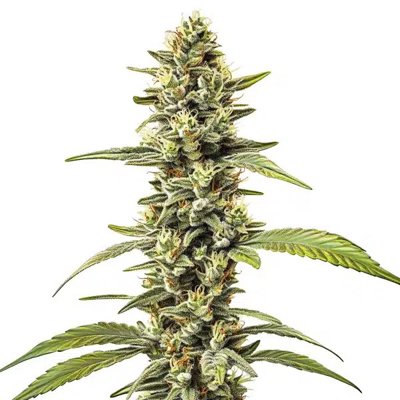 Great White Shark Regular
