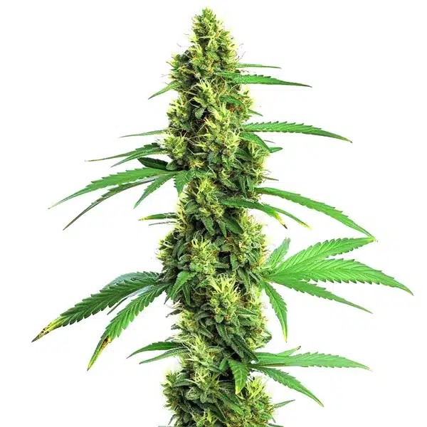 Green Crack Fast Version-image