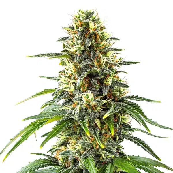 Green Crack x Amnesia Haze-image