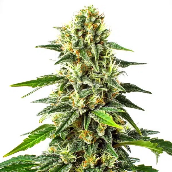 Green Crack x Somango-image