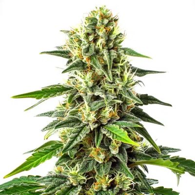 Green Crack x Somango