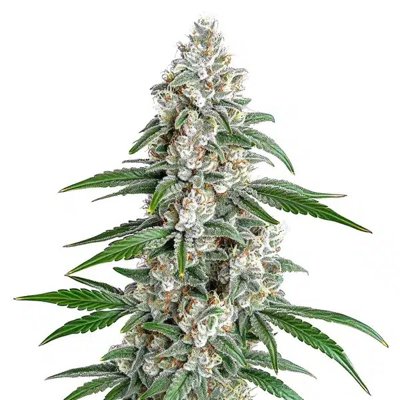 GSC x Chemdawg