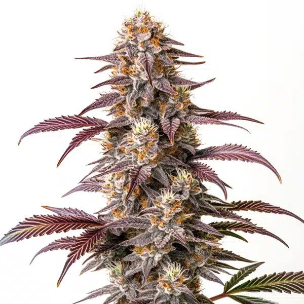 Guava Extraction-image