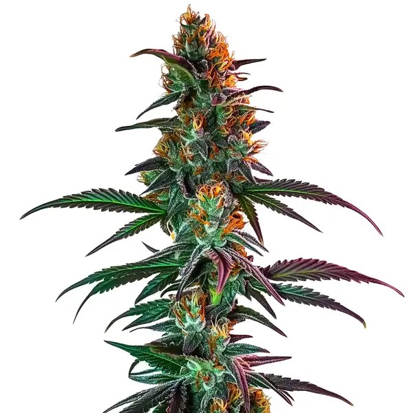 Gush Mintz x Honey Drop-image
