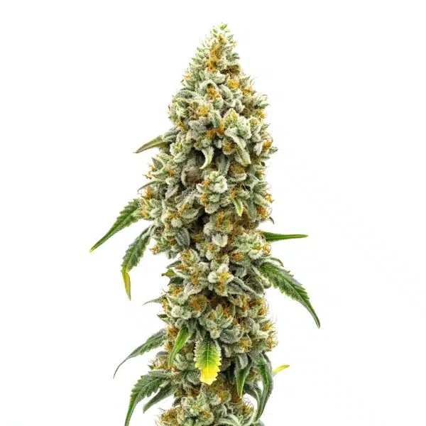 Harlequin CBD-image