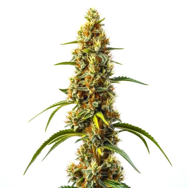 Harlequin Kimbo Kush Fast Version CBD-image