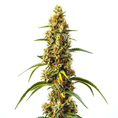 Harlequin Kimbo Kush Fast Version CBD